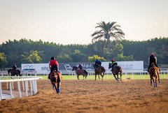 モーニングギャロップ付＞ 【羽田発着】ドバイワールドカップ2026観戦